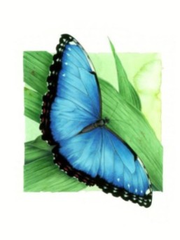 blue_butterfly